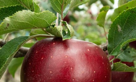 Opdag Holsteiner Cox æblets forbløffende farve og konsistens